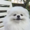 [dog] 21