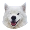samoyed dog 25