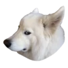 samoyed dog 26
