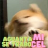 Animalitos Random 22