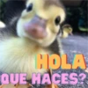 Animalitos Random 23