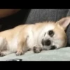 [dog] 23