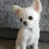[dog] 24