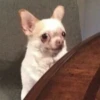 [dog] 25