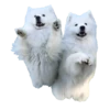 samoyed dog 28