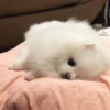 [dog] 26