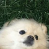 [dog] 27