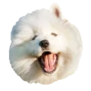 samoyed dog 29