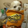 [dog] 28