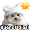 Perrito blanco(NORBERT) 5