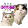 fOMAICAT!
Persy