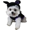 Perrito blanco(NORBERT) 6