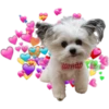Perrito blanco(NORBERT) 8