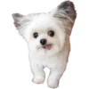 Perrito blanco(NORBERT) 9
