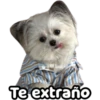 Perrito blanco(NORBERT) 10
