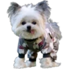 Perrito blanco(NORBERT) 12
