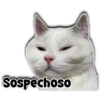 Persy
Sospechoso