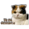 ya me
descubrió
Persy