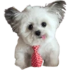 Perrito blanco(NORBERT) 14