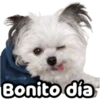 Perrito blanco(NORBERT) 15