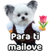 Perrito blanco(NORBERT) 16