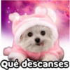 Perrito blanco(NORBERT) 19
