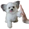 Perrito blanco(NORBERT) 22