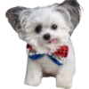 Perrito blanco(NORBERT) 23