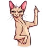Funny cats 26