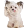 Perrito blanco(NORBERT) 27