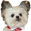 Perrito blanco(NORBERT) 28