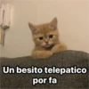 Michis  ‍ 1 6