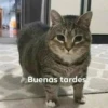 Variados michis 3 7