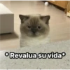 Michis  ‍ 1 23