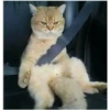 perros y gatos   3 6