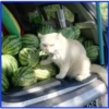 gatos vs gatos 6