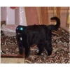 perros y gatos   3 8
