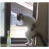 perros y gatos   3 9