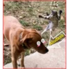 Gato & Perro 1 5