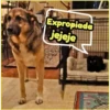 Gato & Perro 1 6