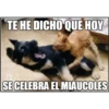 Gato & Perro 1 7