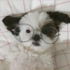 °Perros y gatos   4 7