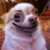 Chihuahua 5