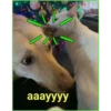 Gato & Perro 1 9