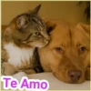 Gato & Perro 1 10