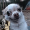 Chihuahua 2 6