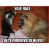 Gato & Perro 1 11