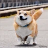 °Perros y gatos    2 9