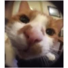 perros y gatos   3 13