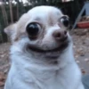 Chihuahua 2 8